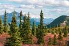 Alaska- Denali National Park. Fall landscape with pine trees and mountain snow. Art Print